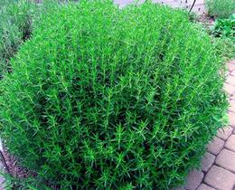 Segurelha De Verão - 150mg De Sementes Segurelha De Verão - 150mg De Sementes