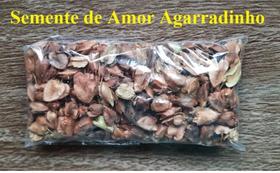 Semente Amor Agarradinho BRANCO Antigonon - kit com 200 Semente Amor Agarradinho BRANCO Antigonon - kit com 200