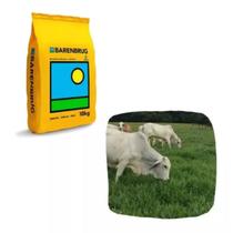 Semente Brachiaria Híbrida Mulato II - 10 Kg