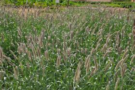 Semente Capim Buffel Grass - Saco c/ 06 kg - Ótima Qualidade!