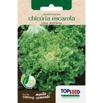 Semente Chicória Escarola Lisa Batavia H043 Topseed Semente Chicória Escarola Lisa Batavia H043 Topseed