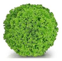 Semente De Alface Crespa Vanda 100g Semente De Alface Crespa Vanda 100g