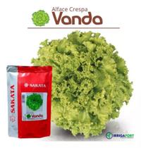 Semente De Alface Crespa Vanda 500 Un.