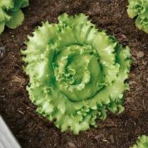 Semente de Alface Lucy Brown Seminis, Variedade Profissional com Alta Germinação, Crescimento Rápido 25.000 Sementes