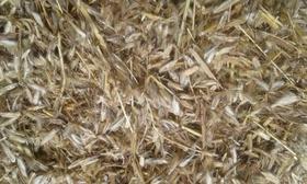 Semente de Capim Andropogon - 16Kg- Alta Qualidade!