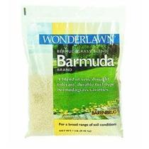 Semente de capim Barenbrug Barmuda 454g