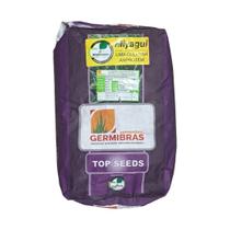 Semente de Capim Panicum Miyagui 10KG Pasto Alta Germinação e Formação Rápida