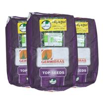 Semente de Capim Panicum Miyagui 30KG Pasto Alta Germinação e Formação Rápida