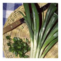 Semente de Cebolinha Verde Pac C/ 50gr de Sementes