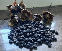 Semente De Cipó Café Ou Flor De Pau Ótima Para Abelhas