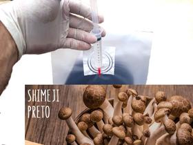 Semente de Cogumelo Shimeji Preto Pré-Induzido 50%+Rápido - Portexx