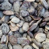 Semente De Emburana ( Umburana, Imburana ) Semente 250 G