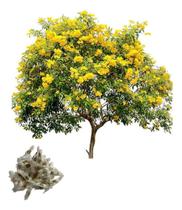 Semente de Ipe de Jardim Amarelo Mirim - 3gr de Sementes Semente de Ipe de Jardim Amarelo Mirim - 3gr de Sementes