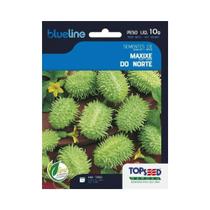 Semente de Maxixe do Norte 10g - Topseed