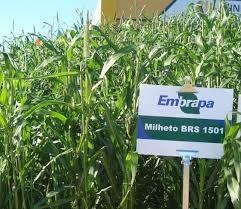 Semente de Milheto, BRS1505, Capim para silagem, adubo verde.