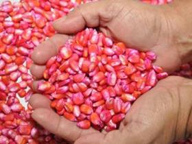 Semente de milho al bandeirante nutripasto - saco c/ 20kg - sementes de alta qualidade e germinação! Semente de milho al bandeirante nutripasto - saco c/ 20kg - sementes de alta qualidade e germinação!