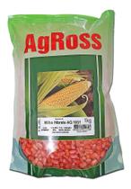 Semente De Milho Verde Híbrido Silagem Pamonha 1051 1kg - Agross