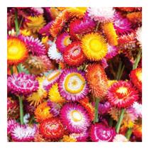 Semente de Sempre Viva Helichrysum Env C/ 900mg Semente de Sempre Viva Helichrysum Env C/ 900mg