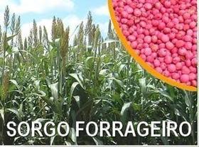 SEMENTE DE SORGO FORRAGEIRO NUTRIPASTO - SACO C/ 20Kg - ALTA QUALIDADE C/ ÓTIMA GERMINAÇÃO!!! SEMENTE DE SORGO FORRAGEIRO NUTRIPASTO - SACO C/ 20Kg - ALTA QUALIDADE C/ ÓTIMA GERMINAÇÃO!!!