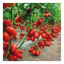 Semente De Tomate Roma Italiano Para Molho Tradicional 400mg Semente De Tomate Roma Italiano Para Molho Tradicional 400mg