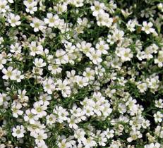 Semente GYPSOPHILA mosquitinho branco Isla 300Mg Semente GYPSOPHILA mosquitinho branco Isla 300Mg