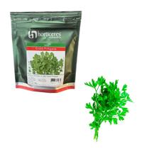 Semente Importada Salsa Graúda Portuguesa Horticeres - 100g Semente Importada Salsa Graúda Portuguesa Horticeres - 100g