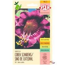 Semente isla flor cabacinha sino catedral Semente isla flor cabacinha sino catedral