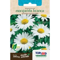 Semente Margarida Branca Etoile Danvers F028 Topseed Semente Margarida Branca Etoile Danvers F028 Topseed