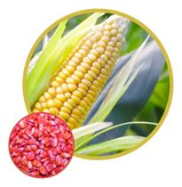 Semente Milho Doce Azteca C/4g Semente Milho Doce Azteca C/4g