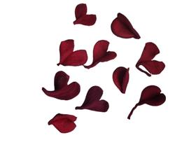 Semente Seca Pereirinha Folha Decoração Enfeite Semente Seca Pereirinha Folha Decoração Enfeite