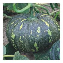 Sementes Abobora Itapuã 301 Tipo Jacarezinho - 1g