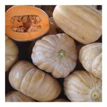 Sementes Abobora Jerimum de Leite Sergipana 6gr