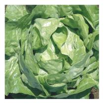 Sementes Alface Baba de Verão Env C/ 8.50gr Sementes Alface Baba de Verão Env C/ 8.50gr