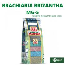 Sementes Brachiaria Brizantha Mg 5 Série Gold Matsuda 20kg