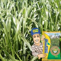 SEMENTES BRACHIARIA BRS PIATÃ iNSCRUSTAR (SPV 80)