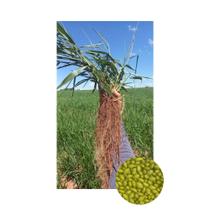 Sementes Brachiaria Hibrida Camello p/ Gado de Corte 1kg