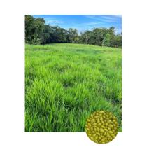 Sementes Brachiaria Hibrida Camello p/ Gado de Leite 1kg