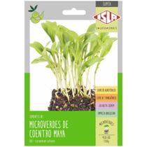 Sementes Brotos Microverdes de Coentro Maya Super ISLA Sementes Brotos Microverdes de Coentro Maya Super ISLA