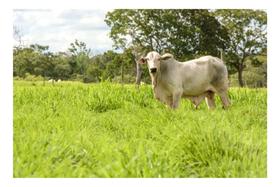 Sementes Capim BRS Tamani / Panicum Maximum 5kg