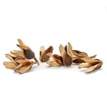 Sementes Cascas Diversas para Decoração Flores Seca Variadas - Bate Caixa