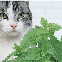 Sementes Catnips Ervas Gatos Grama Gatos 4 pcts de Cada