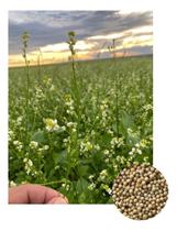 Sementes Crambe p/ Adubação Verde 5kg - AGRICULTURA FAMILIAR