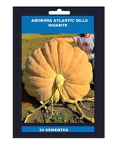 Sementes de Abóbora Gigante Dills Atlantic Guinnes 100 unidades Sementes de Abóbora Gigante Dills Atlantic Guinnes 100 unidades
