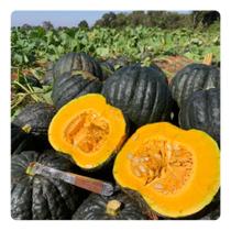 Sementes de Abobora Hibrida F1 Tetsukabuto - 2g