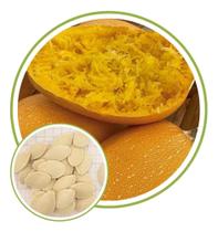 Sementes de Abóbora Hibrida Macarrão Vegano 20 sementes