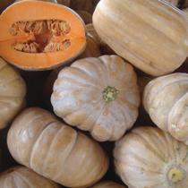 Sementes de Abobora Jerimum de Leite Sergipana - 50G