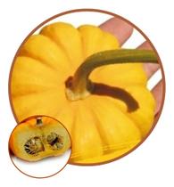 Sementes de Abóbora Mini Jack 2,50g