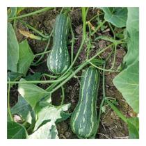 Sementes de Abobora Mini Paulista - 100G