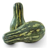 Sementes de Abobora Mini Paulista Isabela Env C/ 8gr