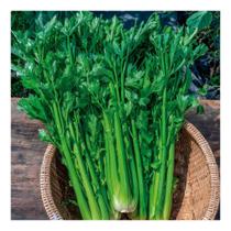 Sementes de Aipo Tronchudo Salsao Env C/ 3gr